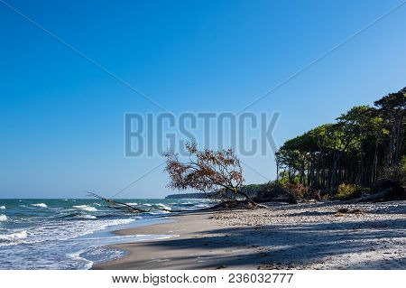 Trees On Shore Of The Baltic Sea.