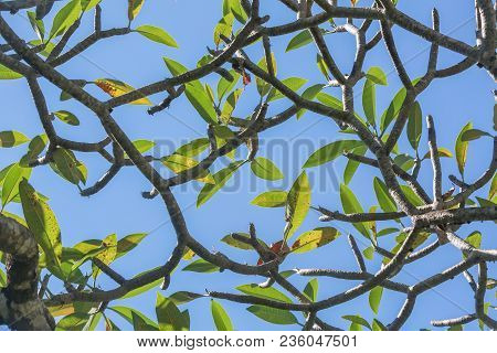 Green Ftree Branches And Leaves Against Sky