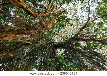 Looking Up At Big Tree, Green Leaves, Blue Sky And Sunshine On Beautiful Natural Background. Space F