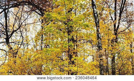 Birch And Oak Trees And Maple Leaves In Urban Timiryazevskiy Park In Moscow City In Autumn