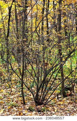 Bush With Yellow Leaves In Urban Timiryazevskiy Park In Moscow City In Autumn