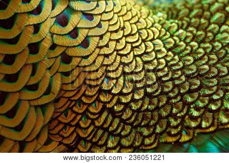 Golden Neck Feathers Of Male Green Peafowl / Peacock (pavo Muticus) (shallow Dof)