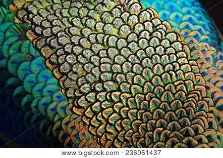 Detail On Mantle Feathers Of Male Green Peafowl / Peacock (pavo Muticus) (shallow Dof)