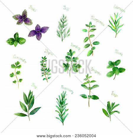 Herbs Spices Watercolor Green Fresh Set Isolated On White Background. Watercolour Hand Drawn Botanic