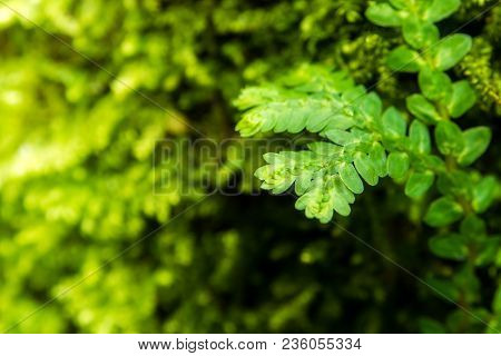 Freshness Green Leaf Of Selaginella Involvens Fern