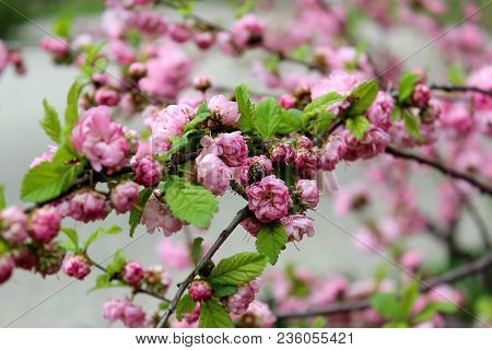 Prunus Triloba Louiseania Blossoms. Many Bright Pink Flowers Are On Plentifully Flowering Bush Of Pr