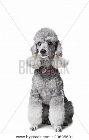 прекрасный серый пудель собака