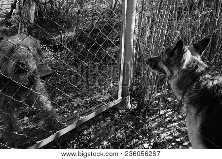 Airedale Terrier And Shepherd Dog Standing Face To Face Divided By Face. In  Black And White