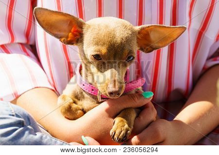 Woman Playing With Little Pinscher Ratter Prazsky Krysarik Crossbreed Hugging Small Dog Outside On G