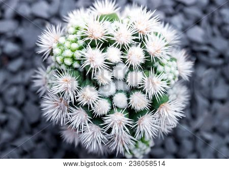 Cactus Species Mammillaria Vetula Gracilis , Arizona Snowcap