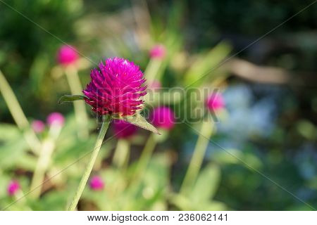 Close Up Pink Gomphrena Globosa Flower In Nature Garden