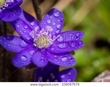 Hepatica Flower Blooming In The Spring Forest
