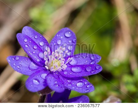 Hepatica Flower Blooming In The Spring Forest
