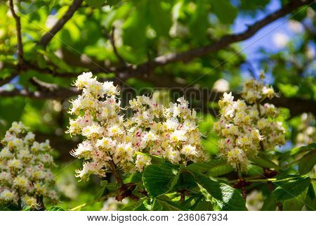 Blossoming Branches Of Chestnut Tree (aesculus Hippocastanum)