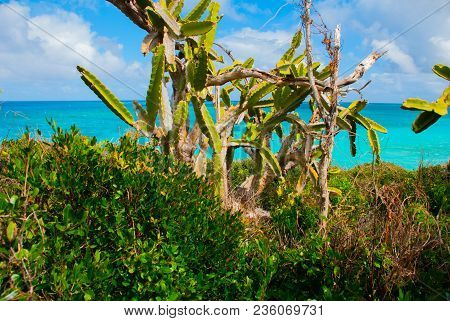 Beautiful Beach Bay Turquoise Sea Water And Cactus. Beautiful Scenery Holguin, Cuba.