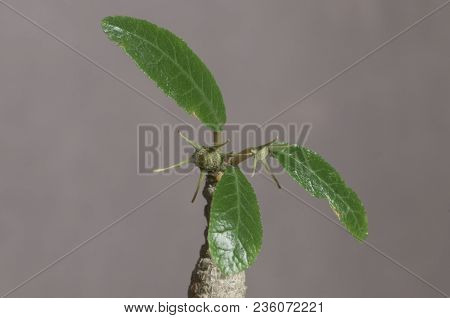 Dorstenia Foetida Flowering, Close Up Shot, Local Focus