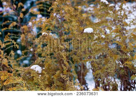 Sudden Cold, Wet Snow Fell On Yellow Grass And Trees