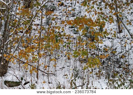 Sudden Cold, Wet Snow Fell On Yellow Grass And Trees