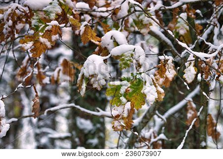 Sudden Cold, Wet Snow Fell On Yellow Grass And Trees