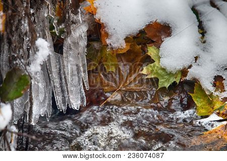 Winter Came. Creek With Icicles And Yellow Maple Leaves