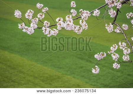 cherry blossoms blossming in spring in seoul south korea taken at Yeouido Park