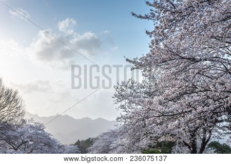 cherry blossoms blossming in spring in seoul south korea taken at Seoul Grand  Park