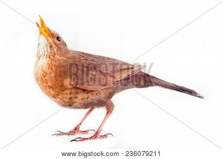 Merle (turdus Merula) Leads Hidden Life