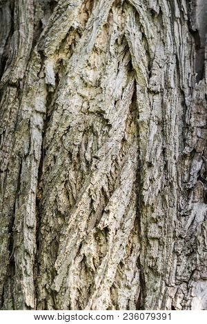 Close-up Of The Detailed Tree Bark Of An Old Caucasian Wingnut Tree In Spring. View To The Tree Bark