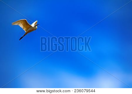 Great Egret (egretta Alba) In Flight