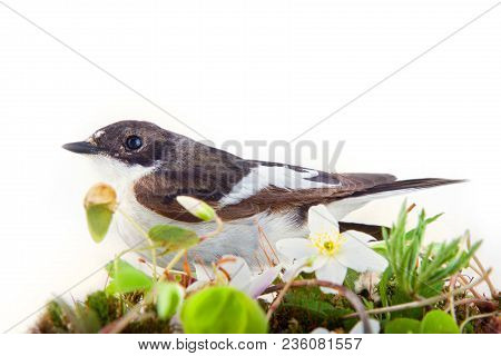 Half-collared Flycatcher (ficedula Hypoleuca, Male) Is Surrounded By Moss And Blooming Oxalis, Cavit