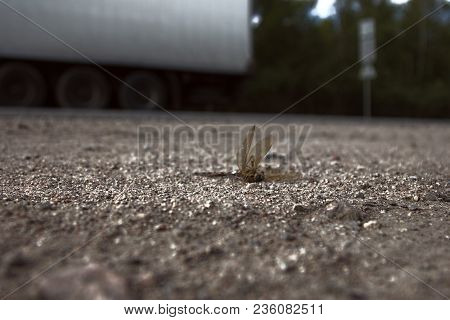 Dragonfly Roadkill Machine. Concept Against Road Transport As Mass Destroyer Of Nature. Every Time B