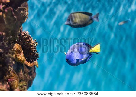 Closeup Of A Paracanthurus Hepatus, A Species Of Surgeonfish, Aka Regal Blue Tang, As Seen In Aquari