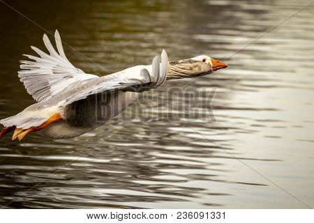 Large Grey Lag Goose Bird In Flight