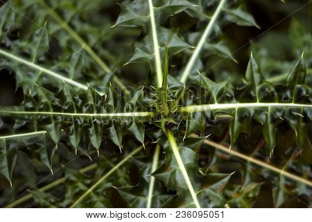 Rosette Of Spiny Leaves On The Apex Of The Prickly Plant Of The Family Asteraceae (or Compositae, Or