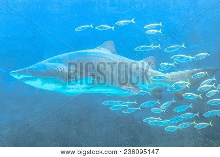 Underwater Big Great White Shark With A Tropical School Of Fish And In Blue Ocean Background. Carcha