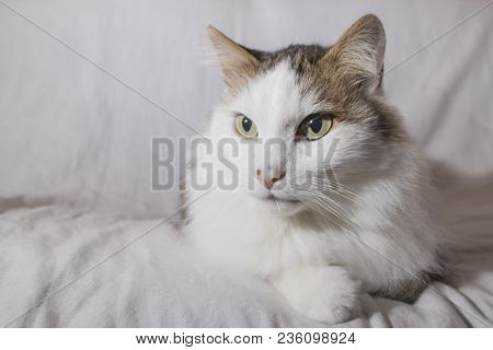 Detailed Cat With Beautiful Eyes In A White Background Composition
