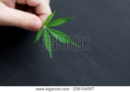Smiling Kid Child Holding A Hemp Leaf. Concepts Of Using Marihuna For Medicinal Purposes For Childre