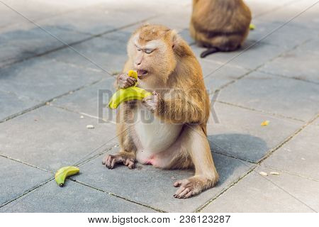 A Macaca Monkey, Khao Toh Sae Viewpoint On The Highest Hill In Phuket, Thailand.