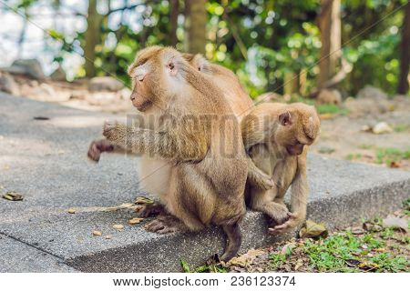 A Macaca Monkey, Khao Toh Sae Viewpoint On The Highest Hill In Phuket, Thailand.