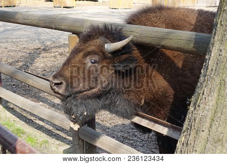 Young Bison Peeping Out Of The Zoo Boom