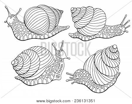 Snail Escargot Graphic Black White Isolated Sketch Set Illustration Vector