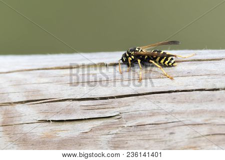 Wasp Potter On Plant