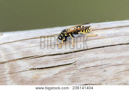 Wasp Potter On Plant