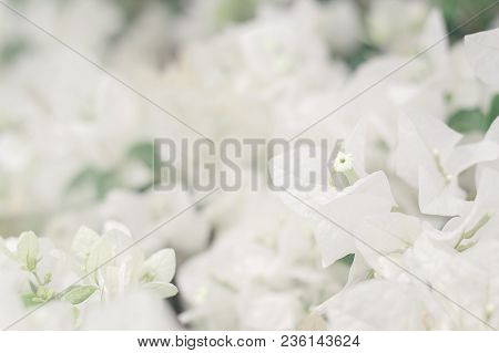 Background With White Flowers. Blooming Bougainvillea Shrub, Spring And Summer Season