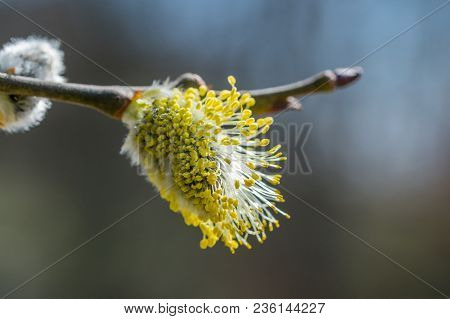 Twig With A Yellow Flower Known As Goat Willow (salix Caprea) Blooming