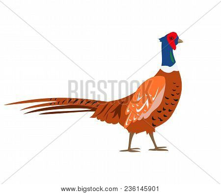 Cartoon Pheasant Icon On White Background. Vector Illustration.