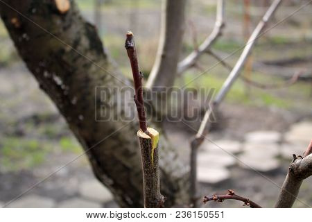 Unfinished Grafting Fruit Tree In Cleft Using Cuttings. Cutting Are Inserted Into Cleft So That Vasc