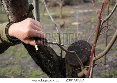Gardener Does Grafting Of Fruit Tree And Splits Branch By Knife To Sow Insert Grafter. Closeup.