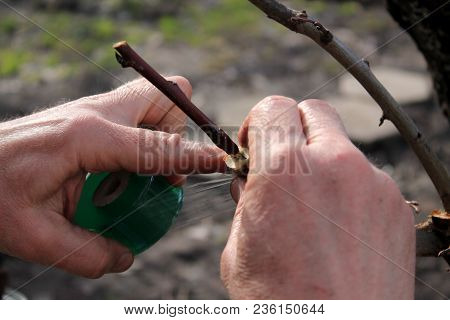 Grafting Fruit Tree In Cleft Using Cuttings. Gardener Wraps Grafted Place By Grafting Tape. Closeup.