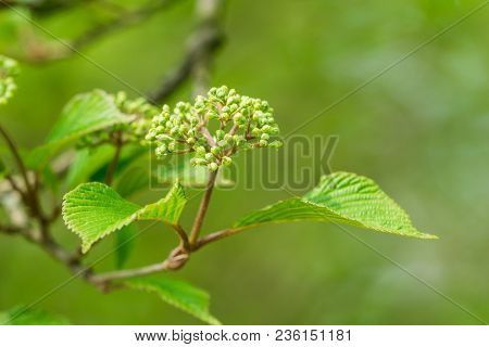Close-up of green Leaves and blooming Buds of a Canadian Snowball (Viburnum lentago) Tree in Spring. View to green Buds and Leaves of a Snowball Viburnums Tree in Spring. Nature Backgrounds.